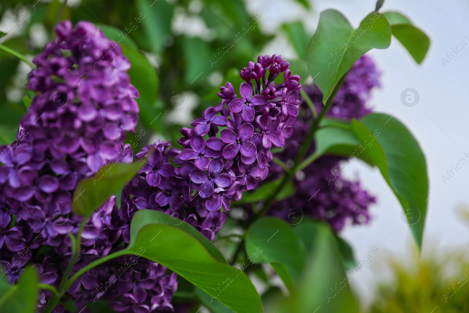 Photo of Beautiful lilac plant with fragrant purple flowers outdoors, closeup