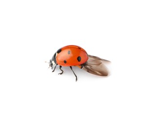 Photo of One beautiful red ladybug isolated on white