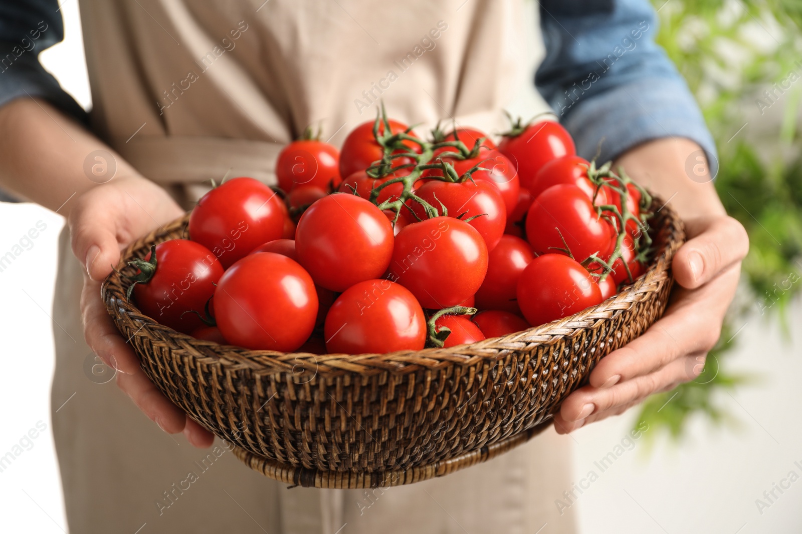 Photo of Woman holding wicker bowl with ripe cherry tomatoes, closeup