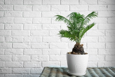 Photo of Tropical palm on table against brick wall background