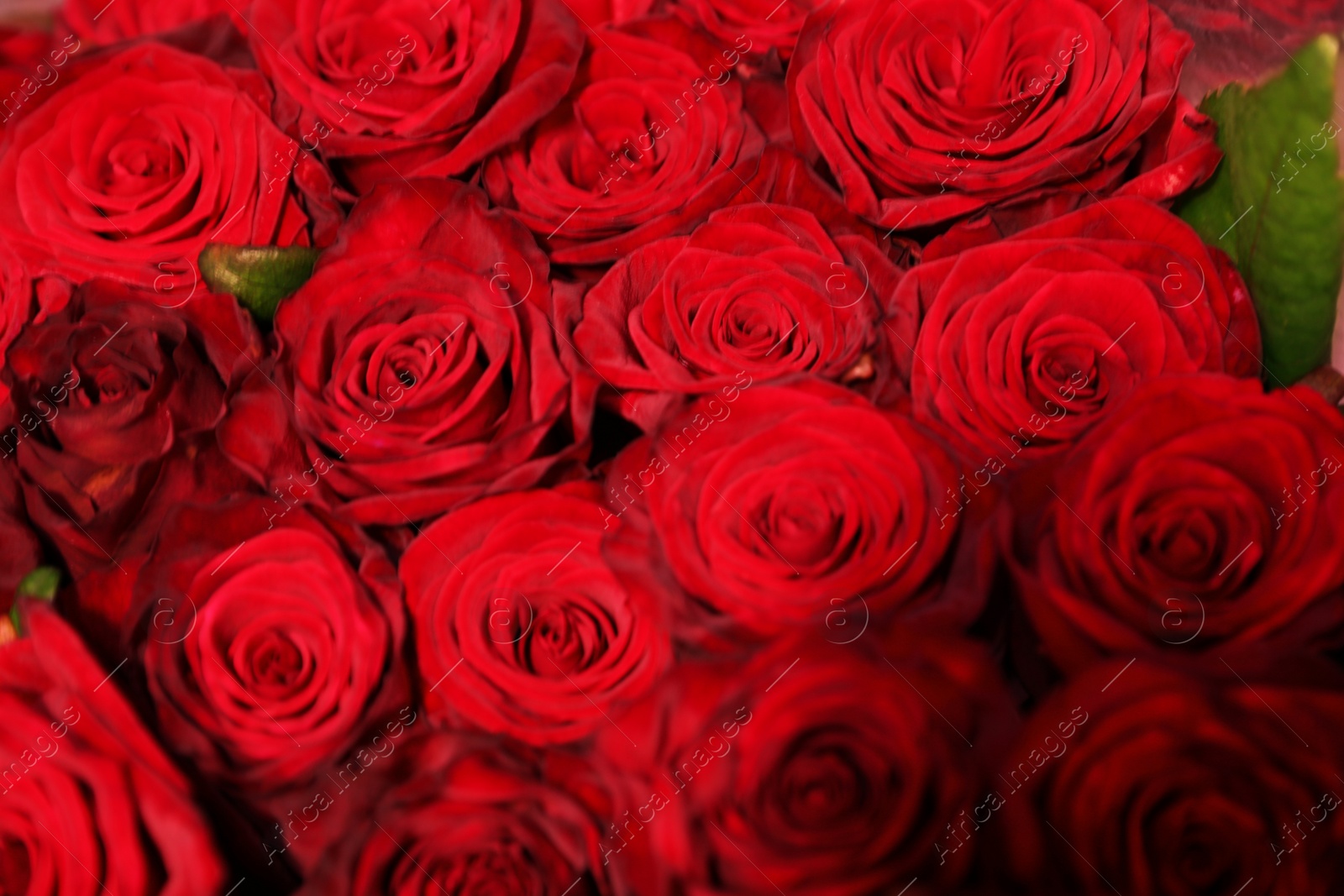 Photo of Beautiful red roses as background, closeup. Floral decor