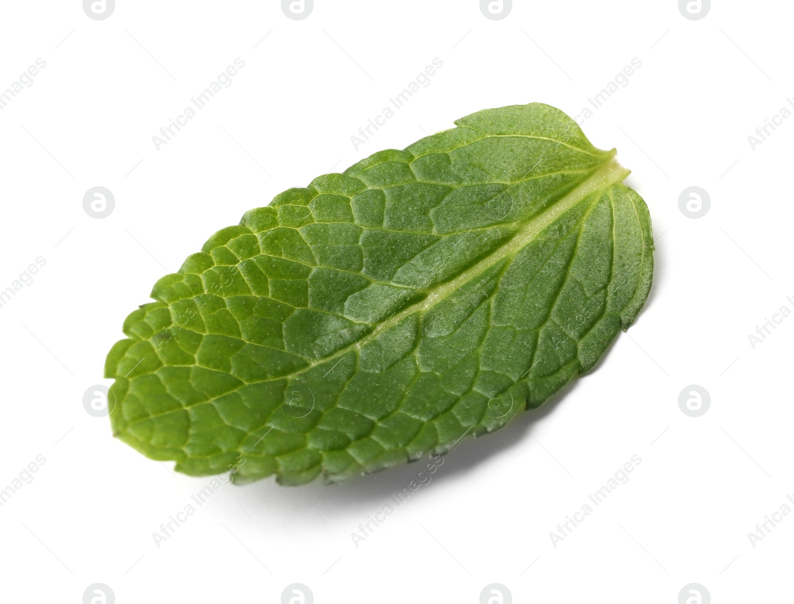 Photo of Leaf of fresh mint isolated on white