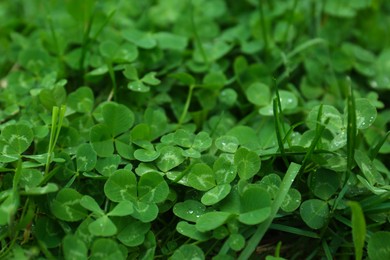 Photo of Beautiful green clover leaves and grass with water drops outdoors, closeup