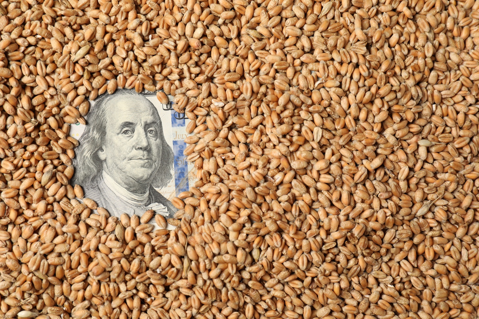 Photo of Dollar banknote under wheat grains, top view. Agricultural business