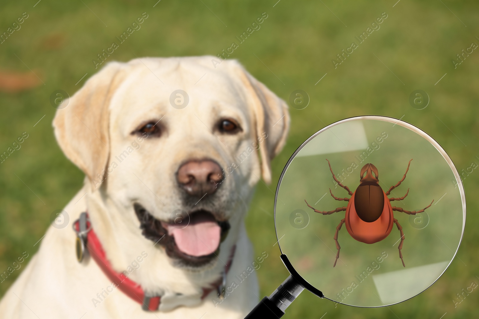 Image of Cute dog outdoors and illustration of magnifying glass with tick