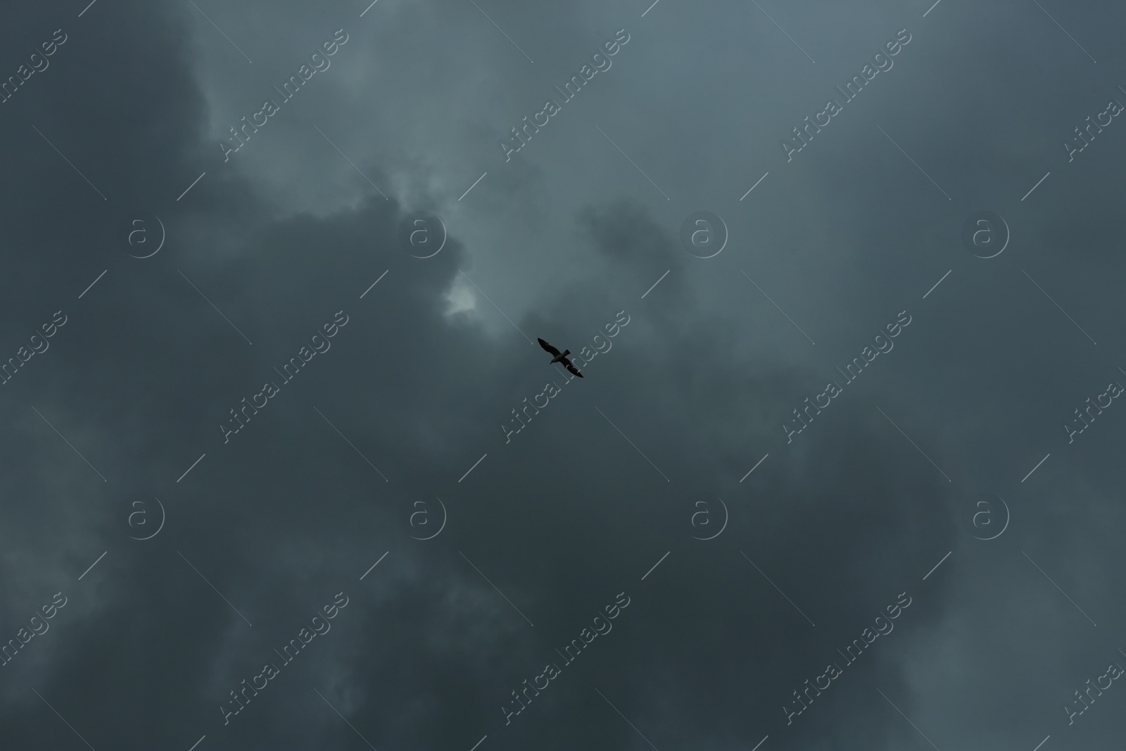 Photo of Sky with heavy rainy clouds and flying bird on grey day