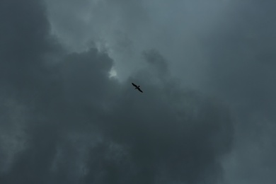 Photo of Sky with heavy rainy clouds and flying bird on grey day