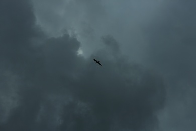 Sky with heavy rainy clouds and flying bird on grey day