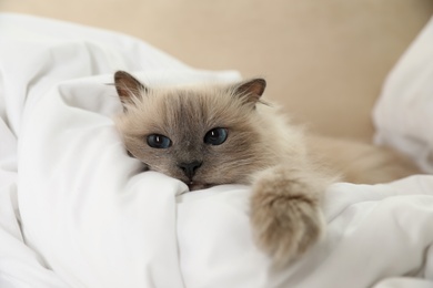 Photo of Adorable Birman cat under blanket at home