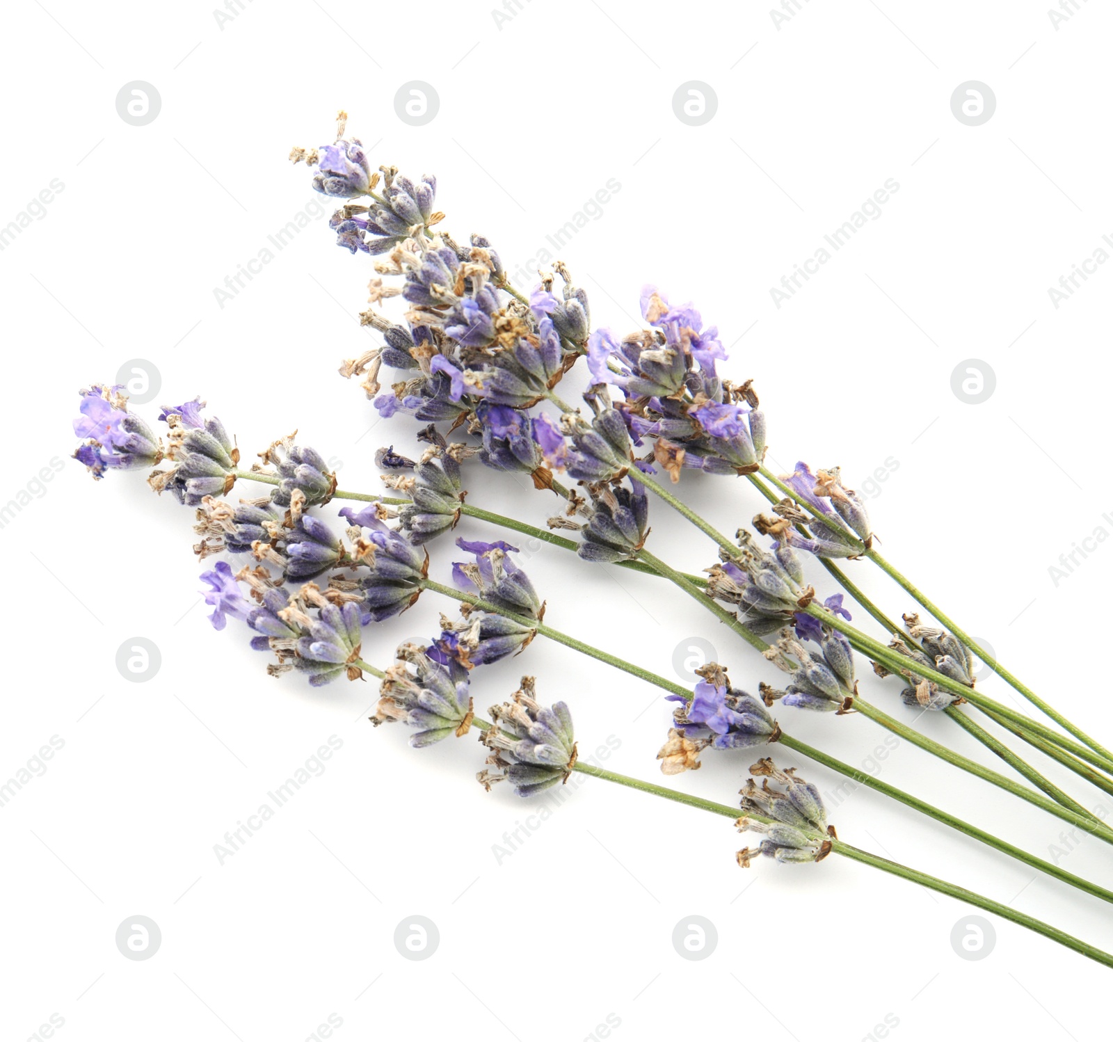 Photo of Beautiful blooming lavender flowers on white background