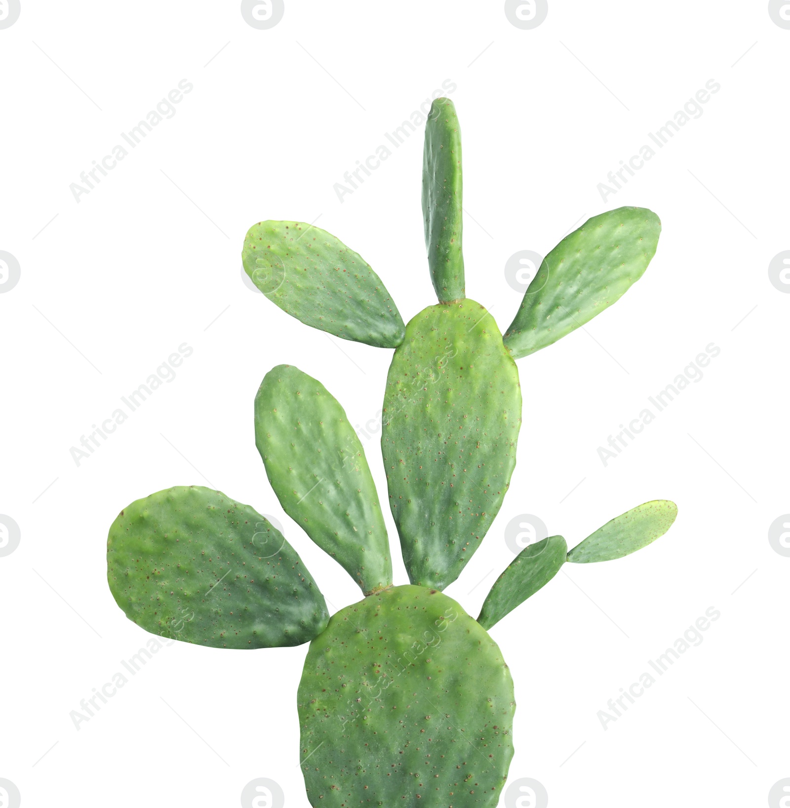 Image of Beautiful big green cactus on white background