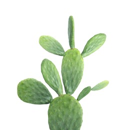 Image of Beautiful big green cactus on white background