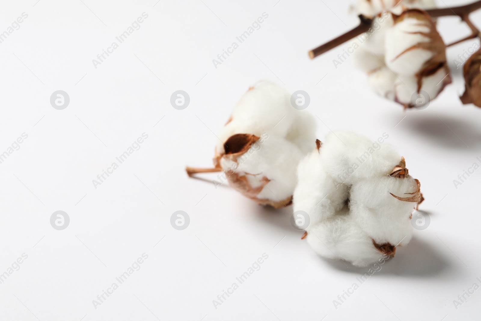 Photo of Beautiful cotton fluffy flowers on white background, closeup. Space for text