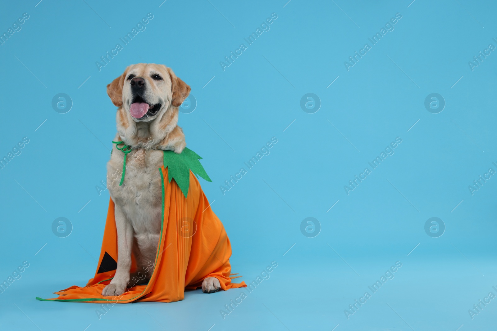 Photo of Cute Labrador Retriever dog in Halloween costume on light blue background. Space for text