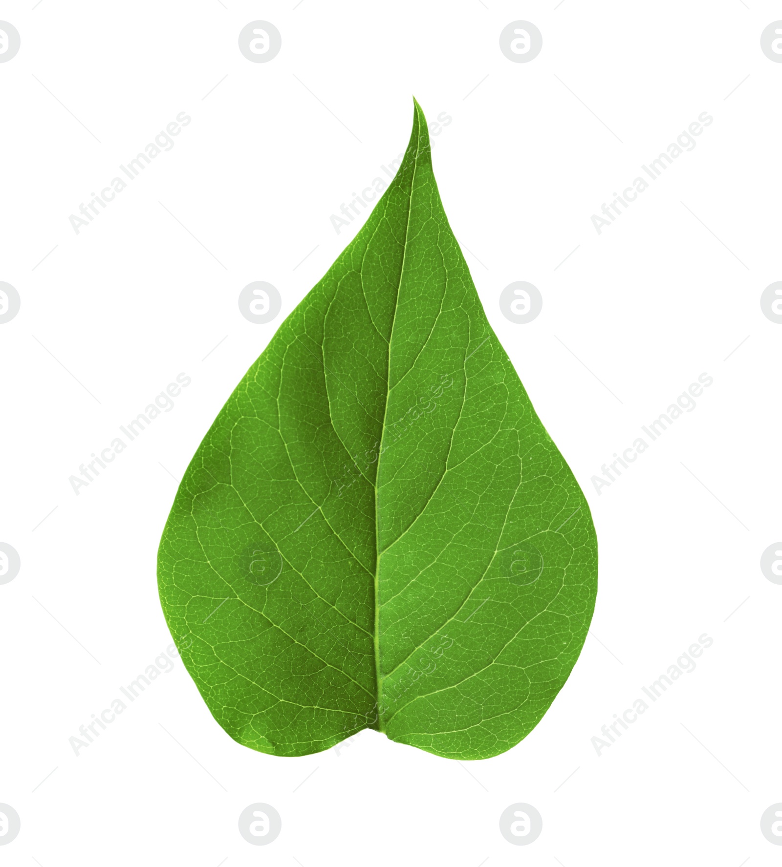 Photo of Leaf of sacred fig tree isolated on white. Buddhism concept