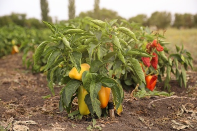 Photo of Bell pepper bushes in field. Harvesting time