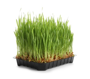 Fresh green wheat grass in container on white background