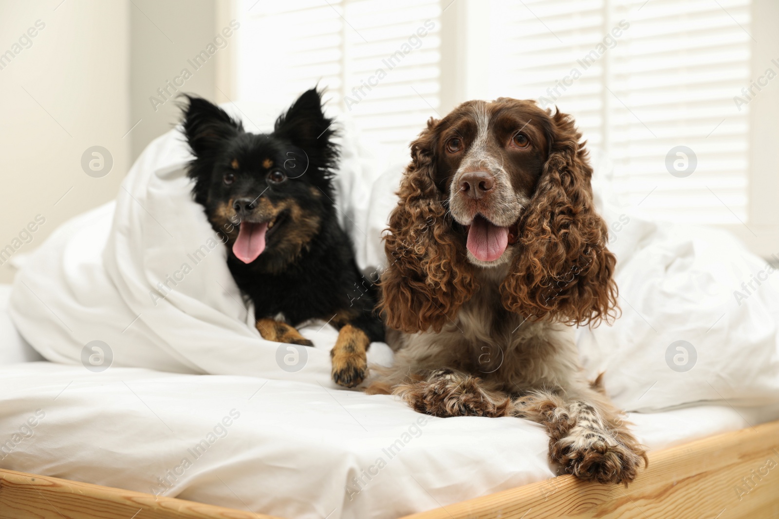 Photo of Adorable dogs covered with blanket in bed at home