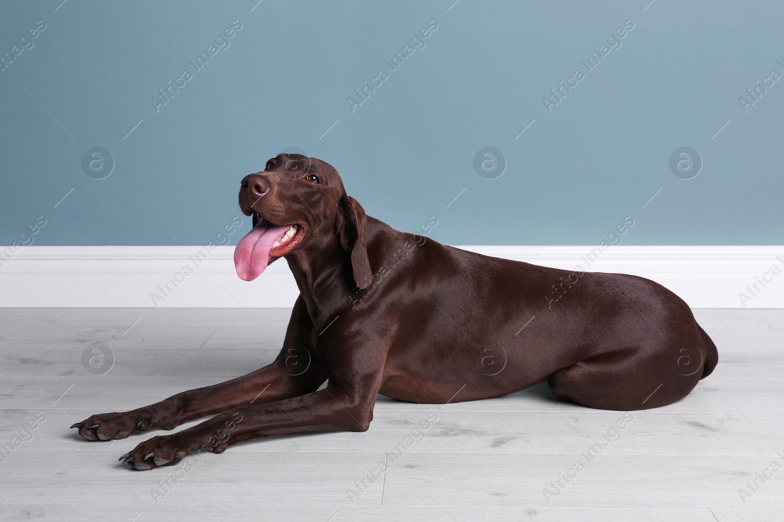 Photo of German Shorthaired Pointer dog lying on floor