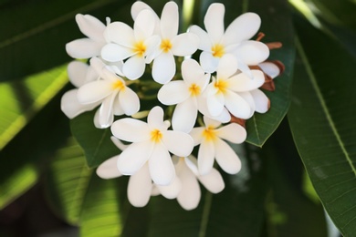 Beautiful white flowers at tropical resort on sunny day