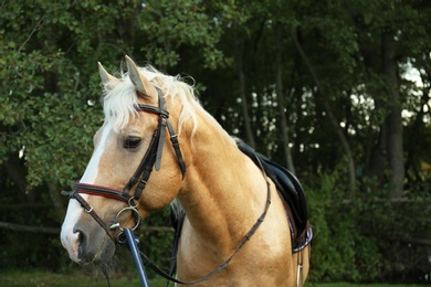 Photo of Palomino horse in bridle at green park