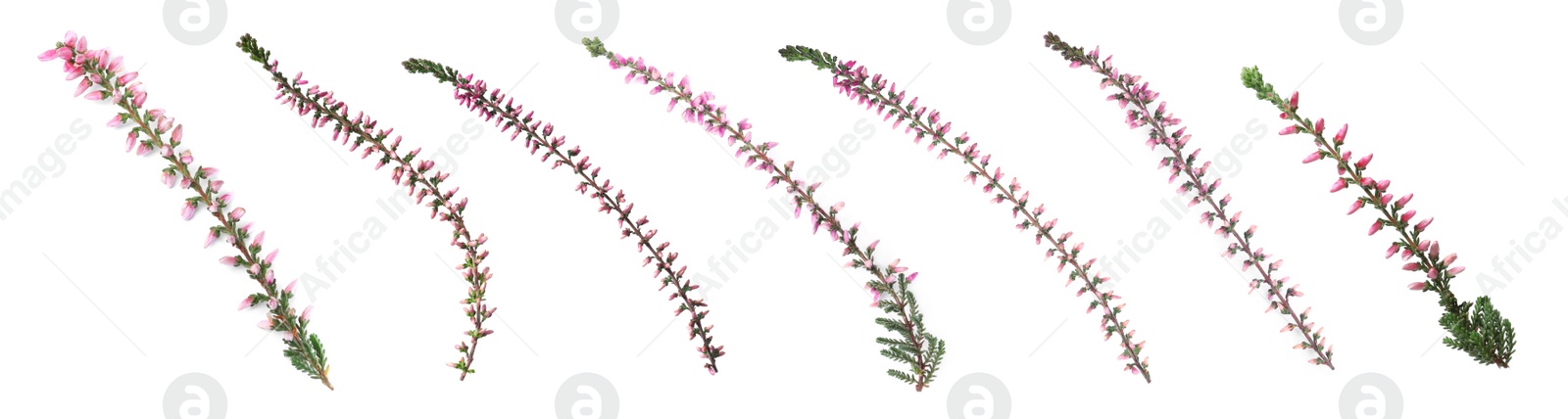 Image of Branches of heathers with beautiful flowers on white background, collage. Banner design