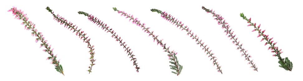 Image of Branches of heathers with beautiful flowers on white background, collage. Banner design