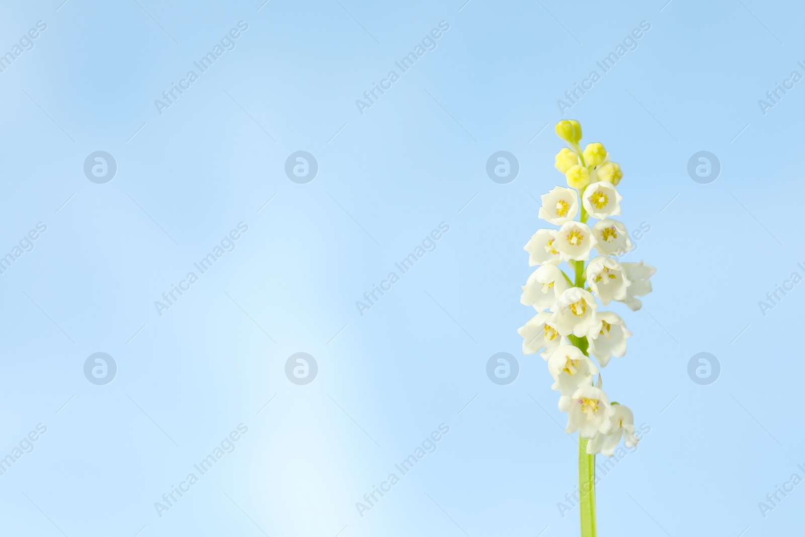 Photo of Beautiful lily of the valley against blue sky, closeup. Space for text