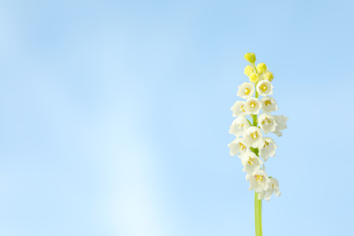 Photo of Beautiful lily of the valley against blue sky, closeup. Space for text