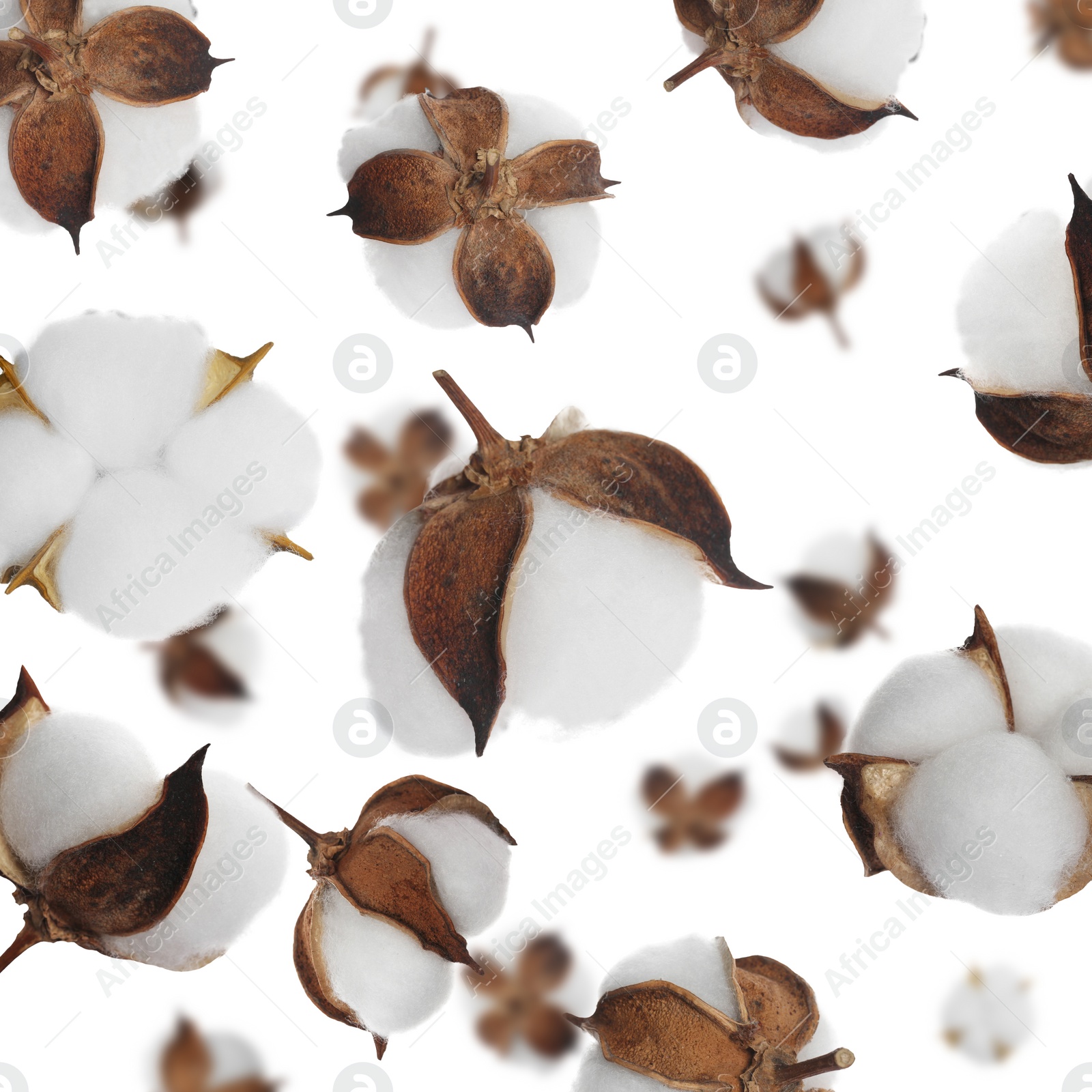 Image of Beautiful cotton flowers falling on white background