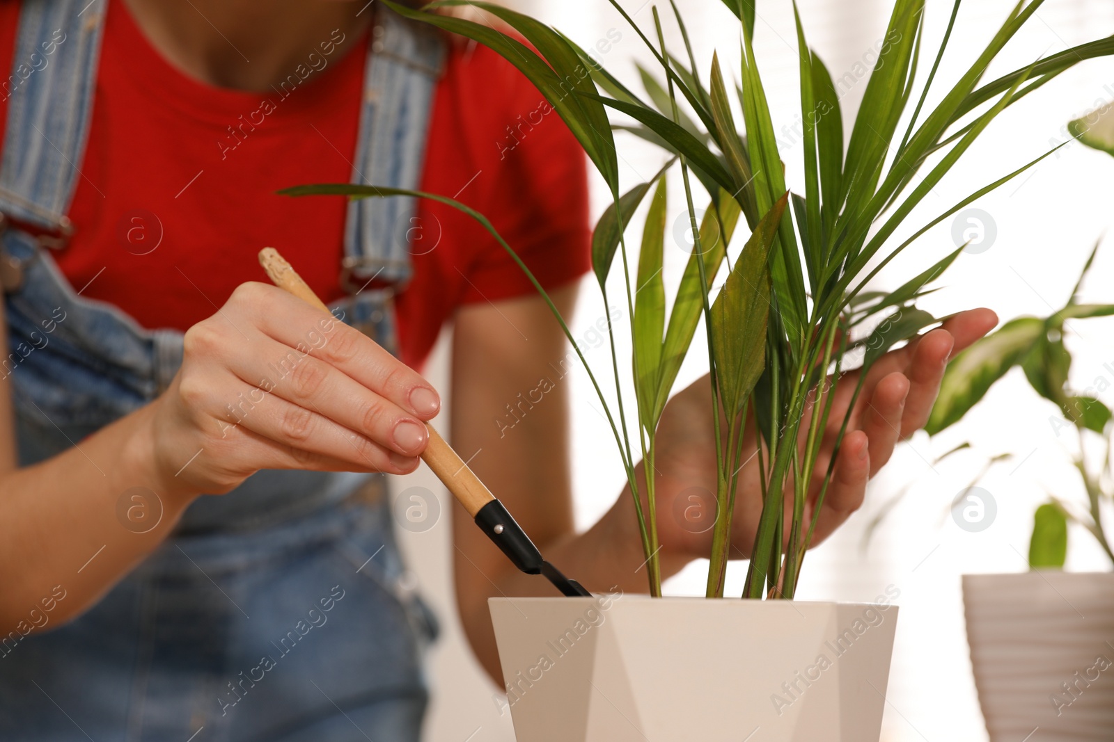 Photo of Young woman potting beautiful plant at home, closeup. Engaging hobby