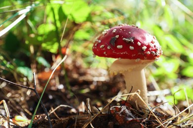 Photo of Fresh wild mushroom growing in forest, closeup. Space for text
