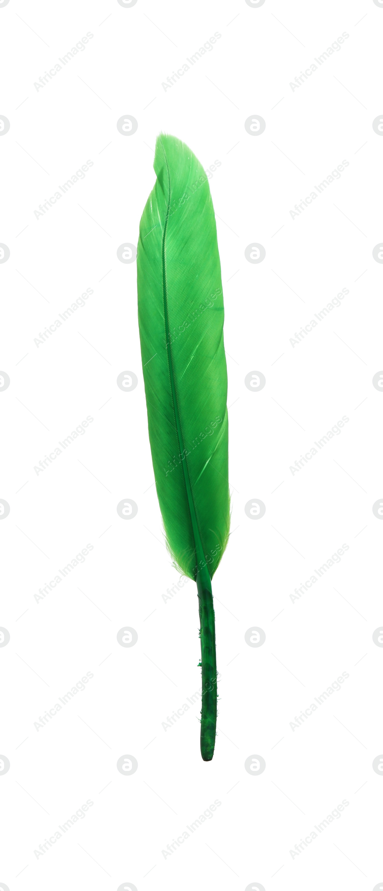 Photo of Fluffy beautiful green feather isolated on white