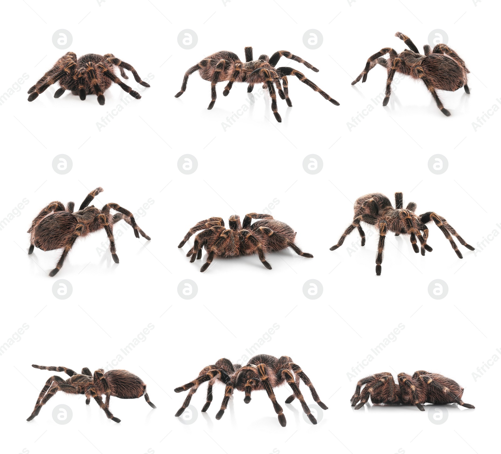 Image of Collage of striped knee tarantula (Aphonopelma seemanni) on white background