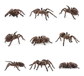 Collage of striped knee tarantula (Aphonopelma seemanni) on white background