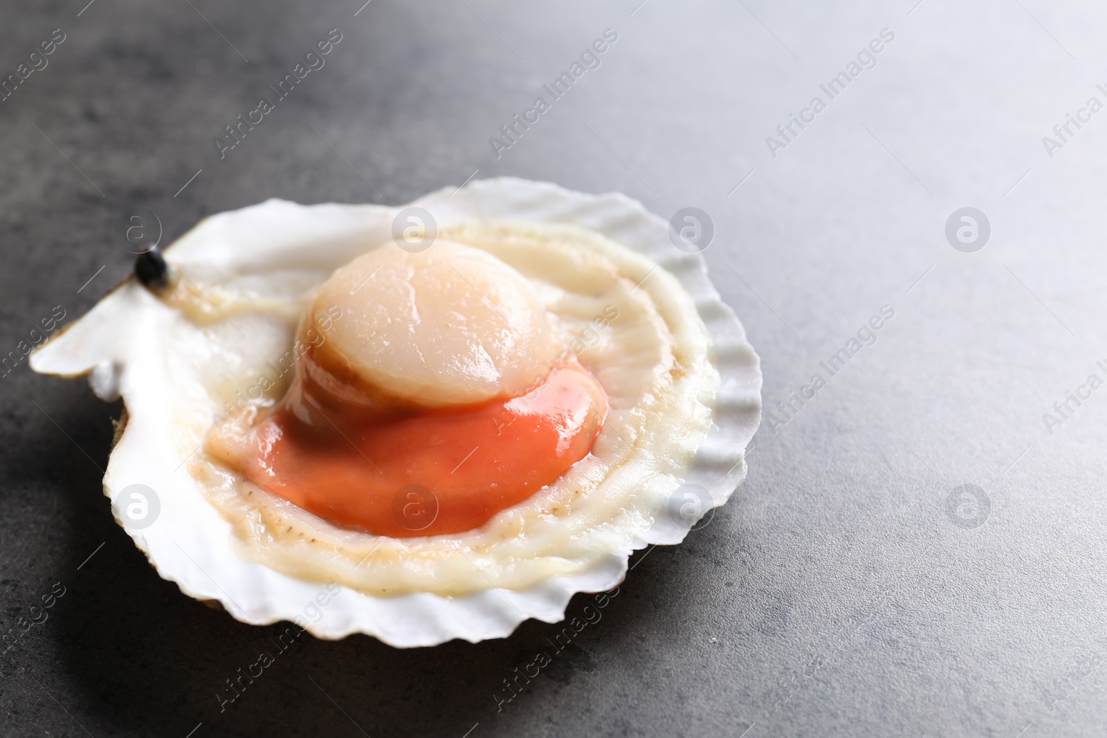 Photo of Fresh raw scallop in shell on grey table, closeup. Space for text