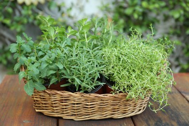 Wicker basket with fresh mint, thyme and rosemary on wooden table outdoors. Aromatic herbs