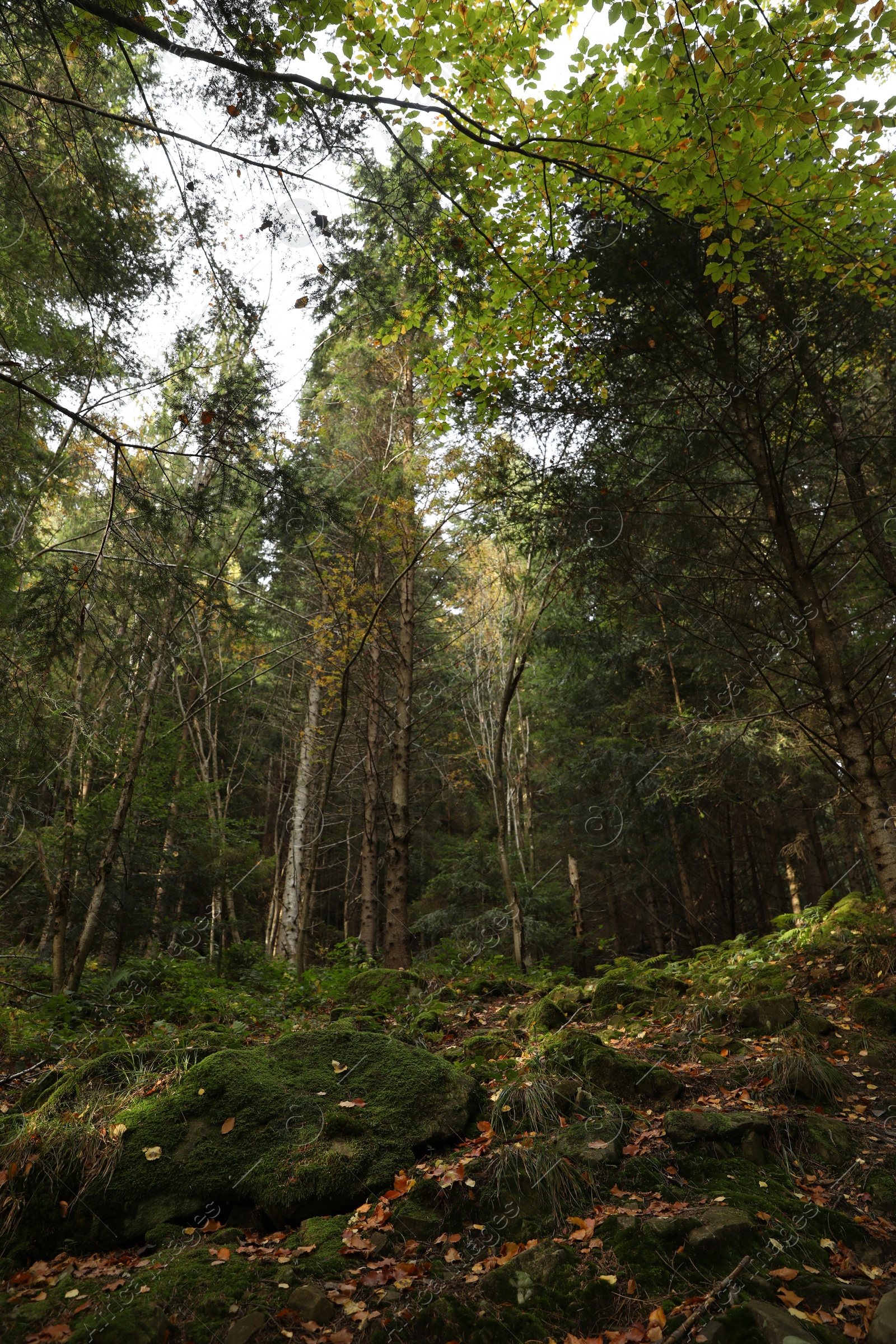 Photo of Picturesque view of many trees and moss on ground in beautiful forest