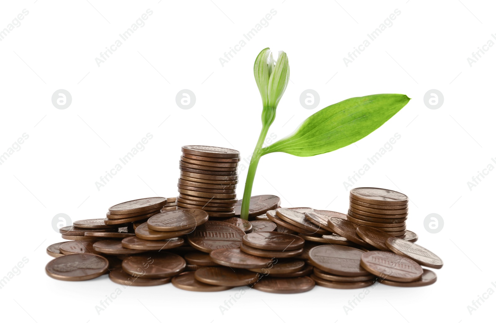 Photo of Coins and green plant on white background. Successful investment