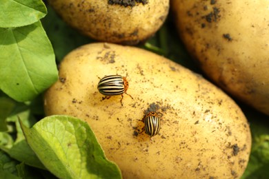 Photo of Colorado beetles on ripe potato outdoors, closeup