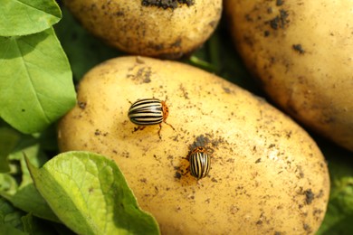 Colorado beetles on ripe potato outdoors, closeup