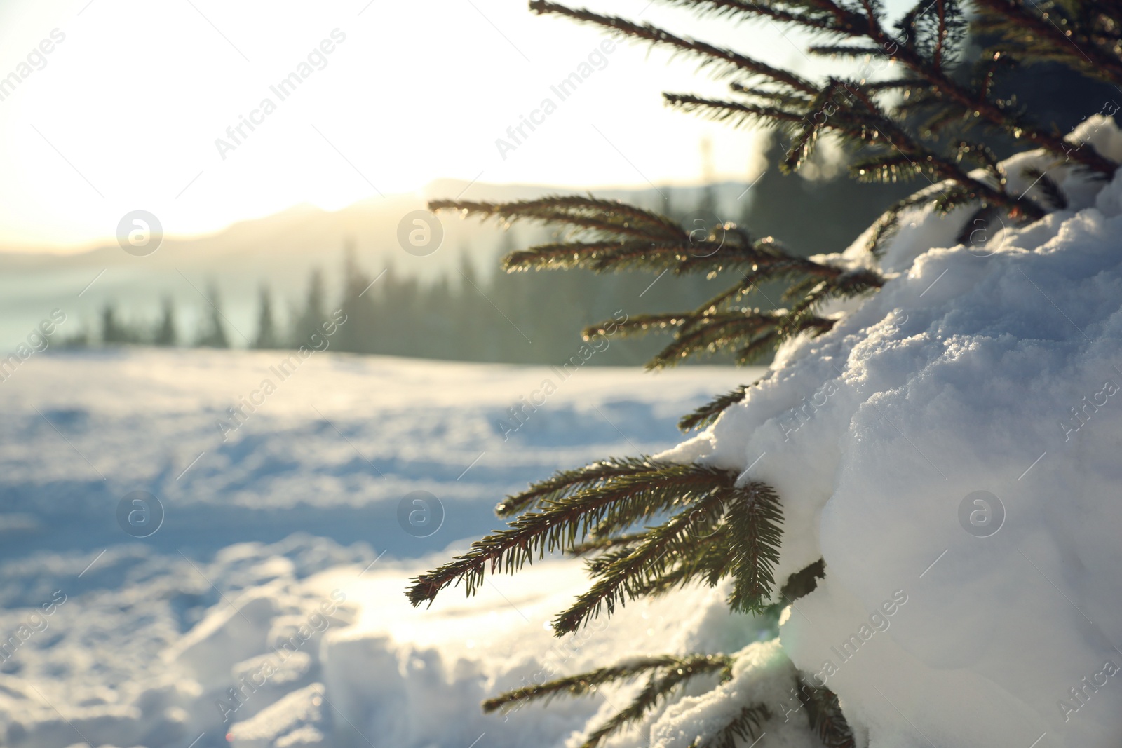 Photo of Fir tree covered with snow on winter day, closeup. Space for text