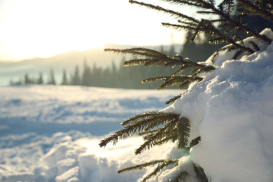 Photo of Fir tree covered with snow on winter day, closeup. Space for text