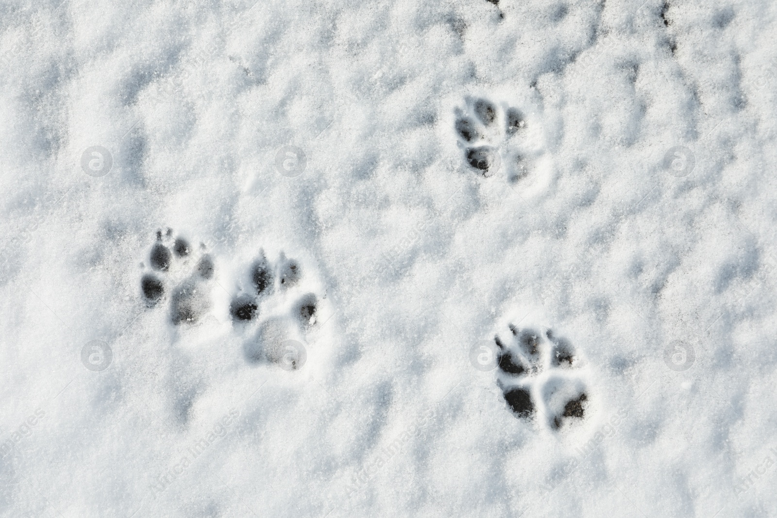 Photo of Dog's footprints on white snow outdoors, top view