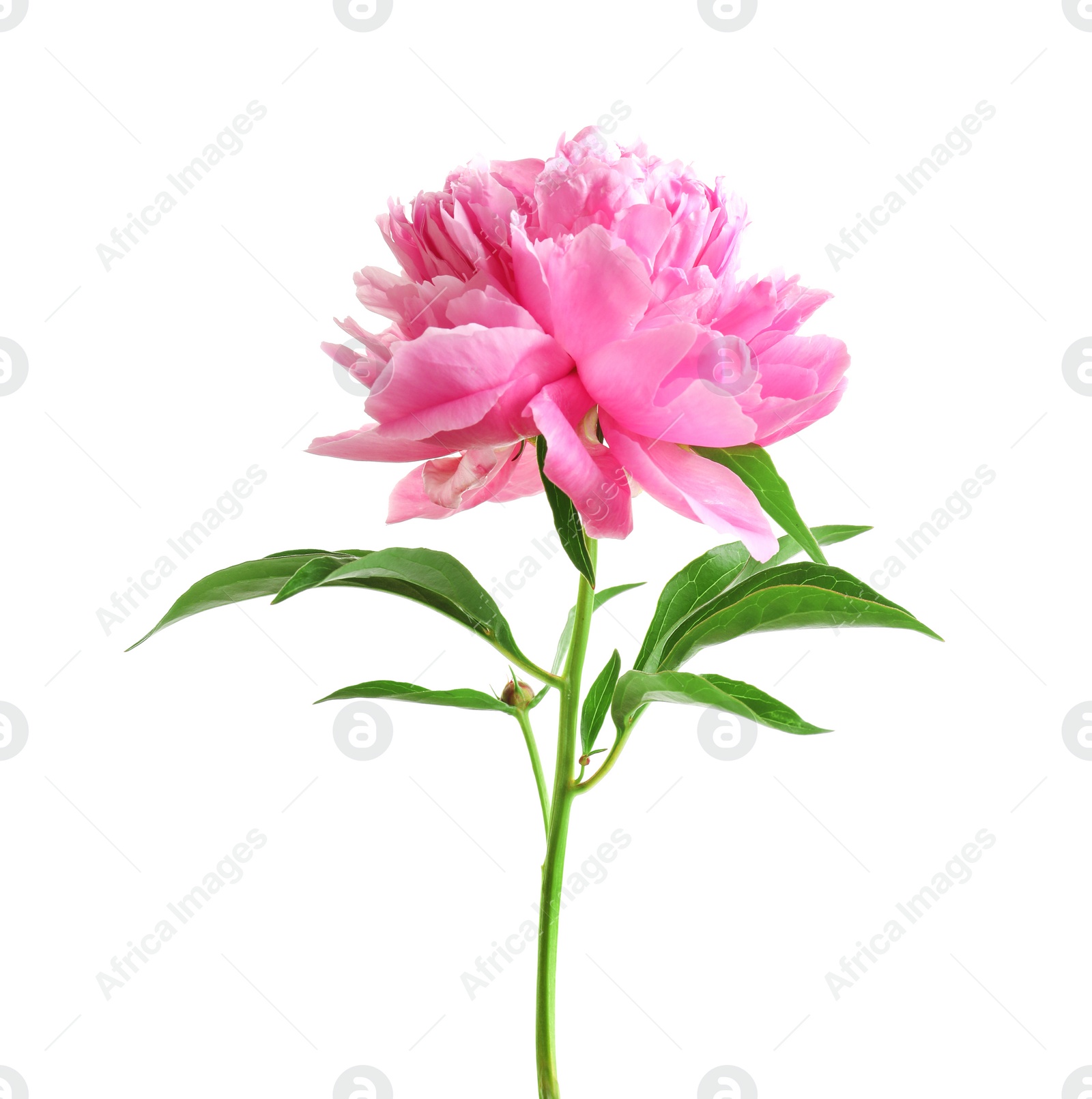 Photo of Beautiful fragrant peony flower on white  background