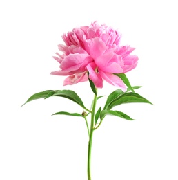 Photo of Beautiful fragrant peony flower on white  background