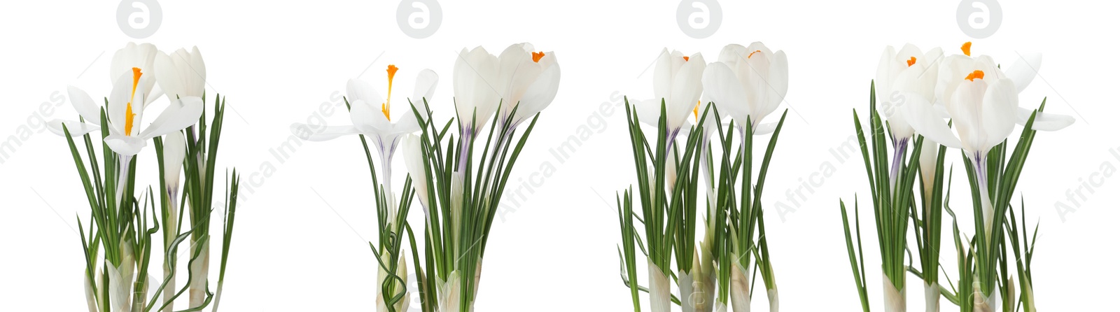 Image of Set of beautiful crocuses on white background, banner design. Spring flowers