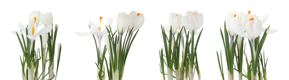 Set of beautiful crocuses on white background, banner design. Spring flowers