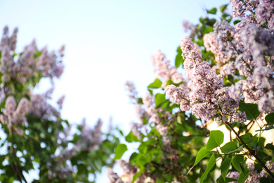 Photo of Closeup view of beautiful blooming lilac shrub outdoors