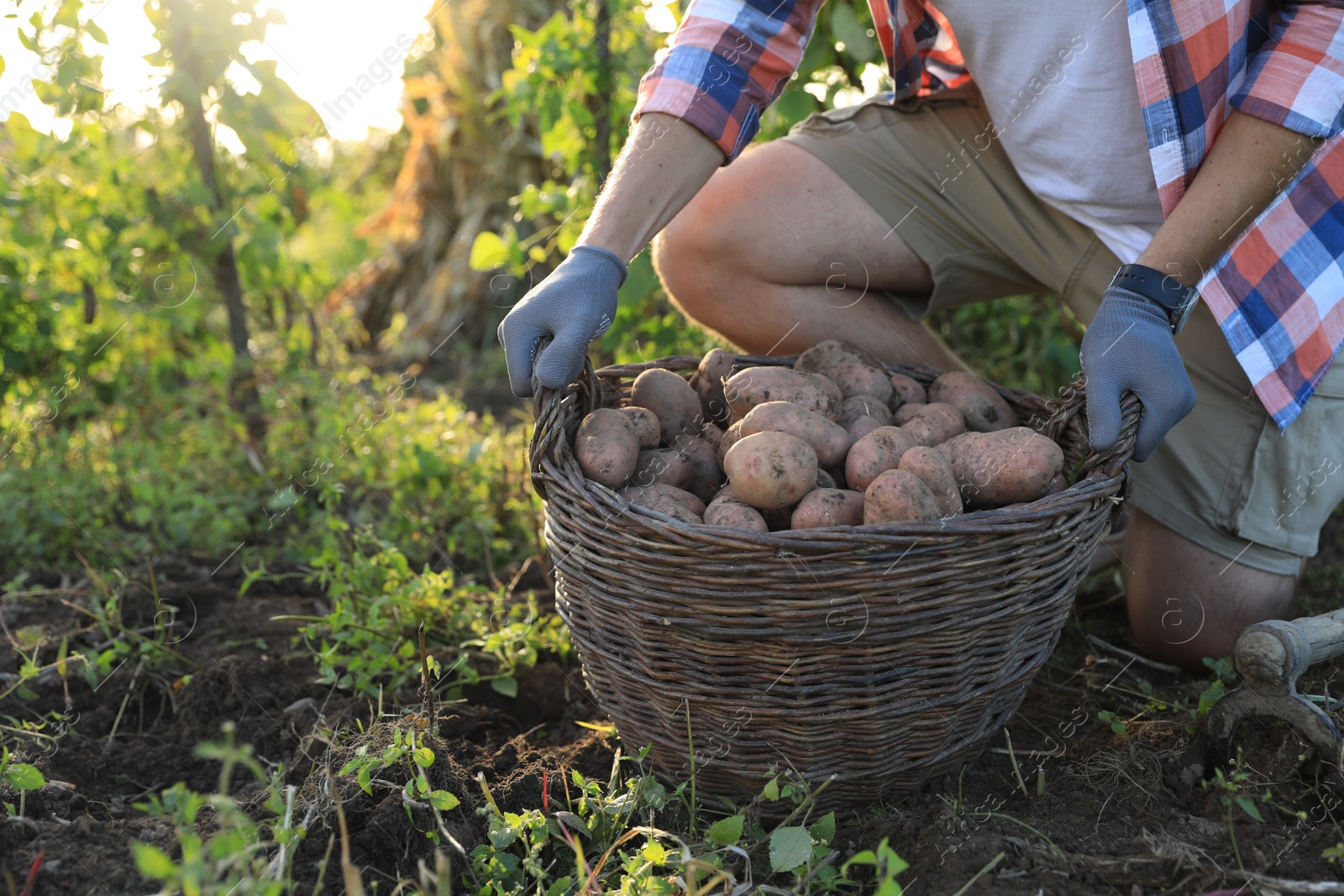 Photo of Man harvesting fresh ripe potatoes on farm, closeup